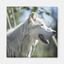 Search for wolf magnets Usa