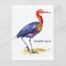 Search for reddish postcards Nature