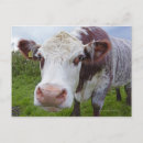 Search for cow postcards Looking at camera