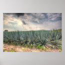 Search for distiller posters Blue agave