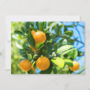 Search for fruit trees cards Citrus