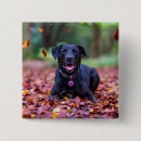 Search for labrador badges Pet