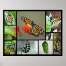 Search for metamorphosis posters Insects