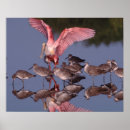 Search for ding posters Wildlife