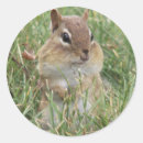 Search for chipmunks stickers Nature