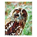 Search for raptors posters Owls