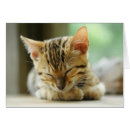 Search for sleeping kitty Kitten