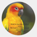 Search for conure stickers Bird