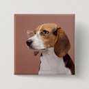 Search for beagle square badges Domestic animals