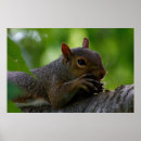 Search for nut with squirrel posters Wildlife