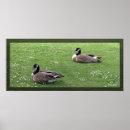 Search for wild duck posters Animal