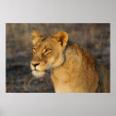 Search for african lion posters Lions
