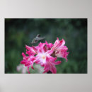 Search for throat photography Outdoors