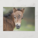 Search for horse baby postcards Colt