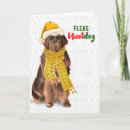 Search for newfoundland dog cards Dogs