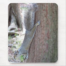 Search for gray squirrel mouse mats Rodent