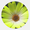 Search for african daisy stickers Yellow