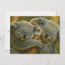 Search for koala photography Australian wildlife