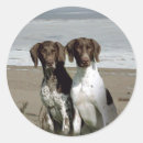 Search for short hair stickers German shorthaired pointer