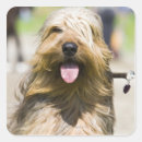 Search for front view stickers Dog