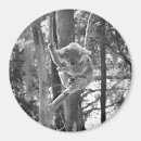 Search for koala bear Travel