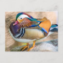 Search for mandarin postcards Colourful