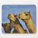 Search for cairo mouse mats Adam jones