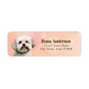 Search for maltese return address labels Puppy
