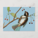Search for audubon birds of america postcards Granger