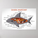 Search for anatomy posters White