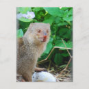 Search for mongoose postcards Animal
