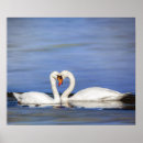 Search for mute swan posters Cygnus