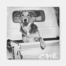 Search for dog car magnets Humour