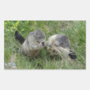 Search for marmot stickers Cute