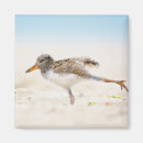Search for beak square magnets Bird