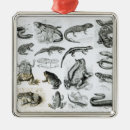 Search for toad other Skeleton