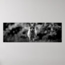 Search for black fox art White