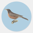 Search for american robin stickers Turdus migratorius