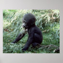 Search for setting posters Wildlife