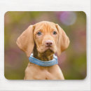 Search for hungarian electronics Pet