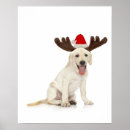 Search for cutout posters Animals