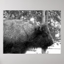 Search for buffalo posters Yellowstone