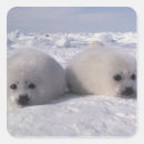 Search for marine envelope seals Animal