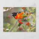 Search for oriole postcards Wild