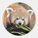 Search for large image magnets Animal