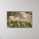 Search for african lion canvas prints Wildlife