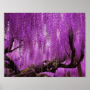 Search for wisteria flowers posters Purple