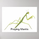 Search for praying mantis posters Insect