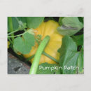 Search for patch postcards Pumpkin