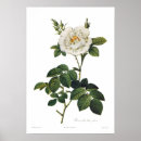 Search for flores posters Rosa